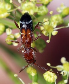Euderces pini by (c) Catherine C. Galley, some rights reserved (CC BY), uploaded by Catherine C. Galley. Used under a CC-BY license.