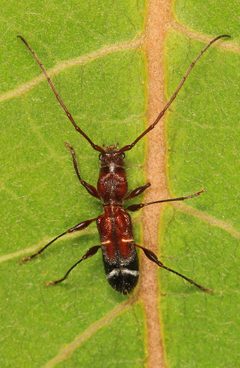 Euderces pini by (c) Judy Gallagher, some rights reserved (CC BY). Used under a CC-BY license.