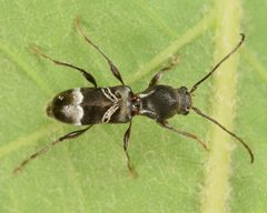 Tilloclytus by (c) skitterbug, some rights reserved (CC BY), uploaded by skitterbug. Used under a CC-BY license.