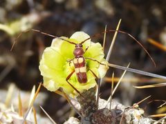 Aethecerinus latecinctus by (c) CK2AZ, some rights reserved (CC BY), uploaded by CK2AZ. Used under a CC-BY license.