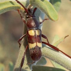 Aethecerinus latecinctus by (c) Sue Carnahan, some rights reserved (CC BY), uploaded by Sue Carnahan. Used under a CC-BY license.