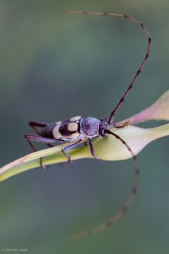 Aethecerinus latecinctus by (c) Ken-ichi Ueda, some rights reserved (CC BY), uploaded by Ken-ichi Ueda. Used under a CC-BY license.