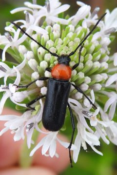 Batyle ignicollis by (c) saltyhiker, some rights reserved (CC BY). Used under a CC-BY license.