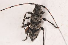 Acanthocinus obliquus by (c) Trevor Van Loon, some rights reserved (CC BY), uploaded by Trevor Van Loon. Used under a CC-BY license.