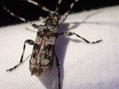 Acanthocinus princeps by no rights reserved, uploaded by Ellyne Geurts. Used under a CC0 license.