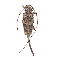 Acanthocinus princeps by (c) Hopper Museum, some rights reserved (CC BY), uploaded by Hopper Museum. Used under a CC-BY license.