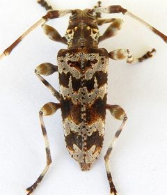 Acanthocinus spectabilis by (c) jimeckert49, some rights reserved (CC BY). Used under a CC-BY license.