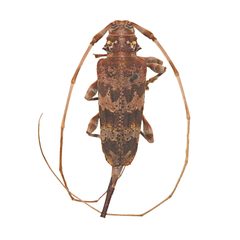 Acanthocinus spectabilis by (c) Hopper Museum, some rights reserved (CC BY), uploaded by Hopper Museum. Used under a CC-BY license.
