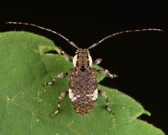 Astylopsis macula by (c) skitterbug, some rights reserved (CC BY), uploaded by skitterbug. Used under a CC-BY license.