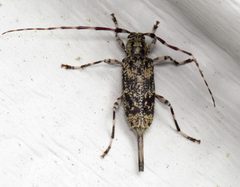 Graphisurus fasciatus by (c) Nick Block, some rights reserved (CC BY), uploaded by Nick Block. Used under a CC-BY license.