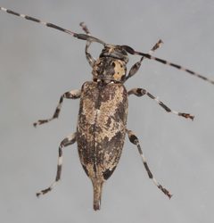 Graphisurus triangulifer by (c) Victor Engel, some rights reserved (CC BY), uploaded by Victor Engel. Used under a CC-BY license.