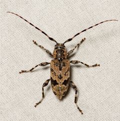 Graphisurus triangulifer by (c) Justin Williams, some rights reserved (CC BY), uploaded by Justin Williams. Used under a CC-BY license.