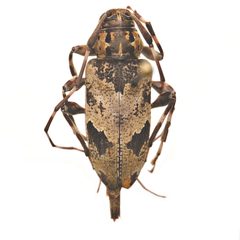 Graphisurus triangulifer by (c) Hopper Museum, some rights reserved (CC BY), uploaded by Hopper Museum. Used under a CC-BY license.