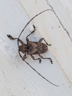 Lagocheirus araneiformis by (c) rainerburkard, some rights reserved (CC BY), uploaded by rainerburkard. Used under a CC-BY license.