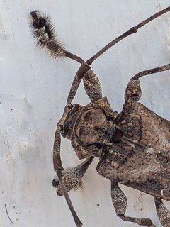 Lagocheirus araneiformis by (c) rainerburkard, some rights reserved (CC BY), uploaded by rainerburkard. Used under a CC-BY license.