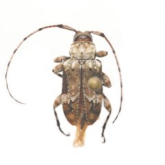Leptostylopsis planidorsus by (c) Hopper Museum, some rights reserved (CC BY), uploaded by Hopper Museum. Used under a CC-BY license.
