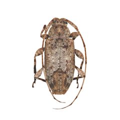 Leptostylus cretatellus by (c) Hopper Museum, some rights reserved (CC BY), uploaded by Hopper Museum. Used under a CC-BY license.