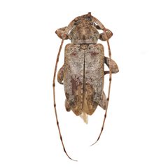 Leptostylus cretatellus by (c) Hopper Museum, some rights reserved (CC BY), uploaded by Hopper Museum. Used under a CC-BY license.