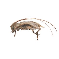 Leptostylus cretatellus by (c) Hopper Museum, some rights reserved (CC BY), uploaded by Hopper Museum. Used under a CC-BY license.