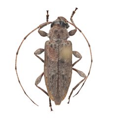 Sternidius chemsaki by (c) Hopper Museum, some rights reserved (CC BY), uploaded by Hopper Museum. Used under a CC-BY license.