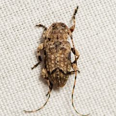 Sternidius mimeticus by (c) Justin Williams, some rights reserved (CC BY), uploaded by Justin Williams. Used under a CC-BY license.