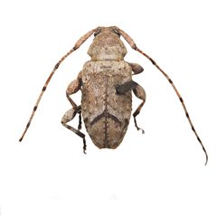 Sternidius mimeticus by (c) Hopper Museum, some rights reserved (CC BY), uploaded by Hopper Museum. Used under a CC-BY license.