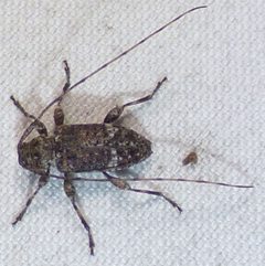Sternidius punctatus by no rights reserved, uploaded by kcthetc1. Used under a CC0 license.