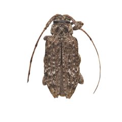 Sternidius punctatus by (c) Hopper Museum, some rights reserved (CC BY), uploaded by Hopper Museum. Used under a CC-BY license.