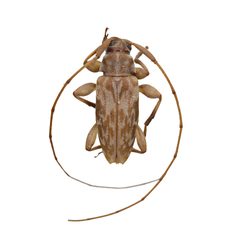 Urgleptes celtis by (c) Hopper Museum, some rights reserved (CC BY), uploaded by Hopper Museum. Used under a CC-BY license.