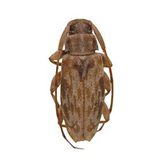 Urgleptes celtis by (c) Hopper Museum, some rights reserved (CC BY), uploaded by Hopper Museum. Used under a CC-BY license.