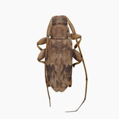 Urgleptes foveatocollis by (c) Hopper Museum, some rights reserved (CC BY), uploaded by Hopper Museum. Used under a CC-BY license.