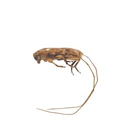 Urgleptes foveatocollis by (c) Hopper Museum, some rights reserved (CC BY), uploaded by Hopper Museum. Used under a CC-BY license.