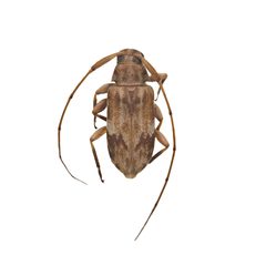Urgleptes foveatocollis by (c) Hopper Museum, some rights reserved (CC BY), uploaded by Hopper Museum. Used under a CC-BY license.