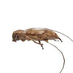 Urgleptes foveatocollis by (c) Hopper Museum, some rights reserved (CC BY), uploaded by Hopper Museum. Used under a CC-BY license.
