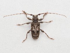 Aegomorphus modestus by no rights reserved, uploaded by Zygy. Used under a CC0 license.