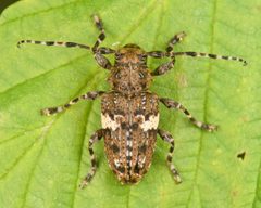 Aegomorphus quadrigibbus by (c) skitterbug, some rights reserved (CC BY), uploaded by skitterbug. Used under a CC-BY license.