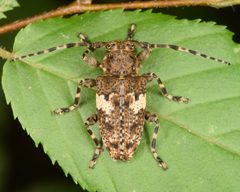 Aegomorphus quadrigibbus by (c) skitterbug, some rights reserved (CC BY), uploaded by skitterbug. Used under a CC-BY license.