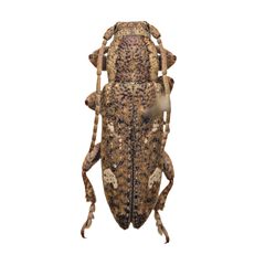 Adetus brousii by (c) Hopper Museum, some rights reserved (CC BY), uploaded by Hopper Museum. Used under a CC-BY license.