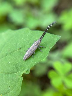 Dorcasta cinerea by (c) Chet Burrier, some rights reserved (CC BY), uploaded by Chet Burrier. Used under a CC-BY license.