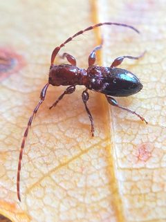 Cyrtinus pygmaeus by (c) Will Kuhn, some rights reserved (CC BY), uploaded by Will Kuhn. Used under a CC-BY license.