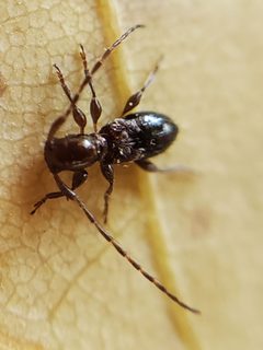 Cyrtinus pygmaeus by (c) Will Kuhn, some rights reserved (CC BY), uploaded by Will Kuhn. Used under a CC-BY license.