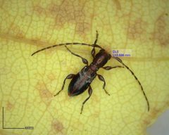 Cyrtinus pygmaeus by (c) Will Kuhn, some rights reserved (CC BY), uploaded by Will Kuhn. Used under a CC-BY license.