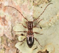 Cyrtinus pygmaeus by (c) skitterbug, some rights reserved (CC BY), uploaded by skitterbug. Used under a CC-BY license.