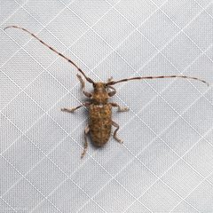 Estoloides by (c) Ken-ichi Ueda, some rights reserved (CC BY), uploaded by Ken-ichi Ueda. Used under a CC-BY license.