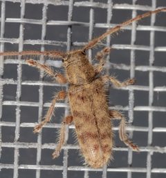 Eupogonius pauper by (c) Victor Engel, some rights reserved (CC BY), uploaded by Victor Engel. Used under a CC-BY license.