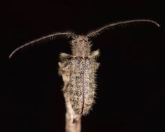 Eupogonius pauper by (c) skitterbug, some rights reserved (CC BY), uploaded by skitterbug. Used under a CC-BY license.