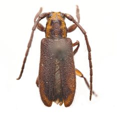 Eupogonius subarmatus by (c) Hopper Museum, some rights reserved (CC BY), uploaded by Hopper Museum. Used under a CC-BY license.