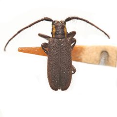 Eupogonius subarmatus by (c) Hopper Museum, some rights reserved (CC BY), uploaded by Hopper Museum. Used under a CC-BY license.