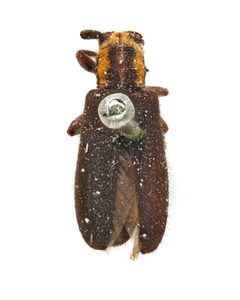 Eupogonius subarmatus by (c) Hopper Museum, some rights reserved (CC BY), uploaded by Hopper Museum. Used under a CC-BY license.