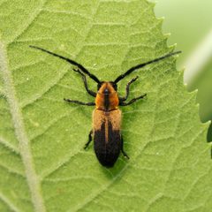 Hemierana marginata by (c) Russell Pfau, some rights reserved (CC BY), uploaded by Russell Pfau. Used under a CC-BY license.